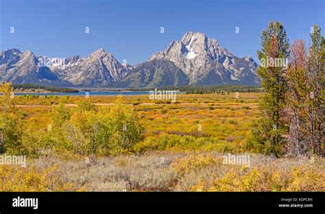 Fall Colors With Mt Moran In Grand Tetons National Park In Wyoming