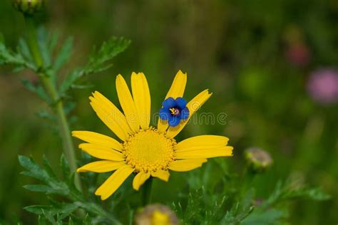 Close Up Of Blue Flower On A Yellow Daisy Flower Stock Image Image Of