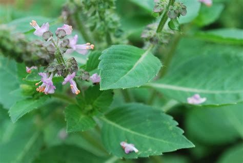 Four Types Of Tulsi Plants In India