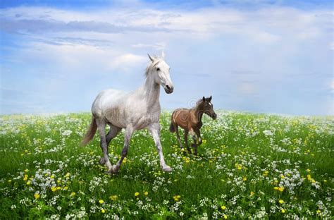 White Horse With Foal Gallops On A Flowering Meadow Stock Photo Image