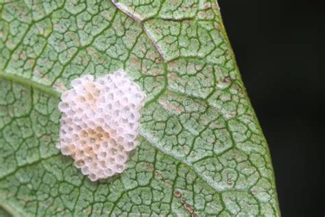 White Hollow Bug Eggs On A Green Leaf In A Garden Stock Image Image