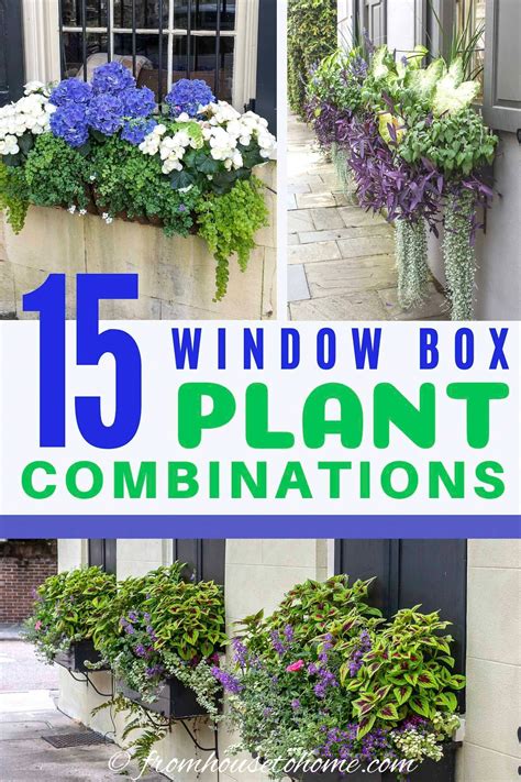 Whether you&#39;re an urban dweller with limited garden. How To Design Window Box Flower Combinations (Inspired By ...