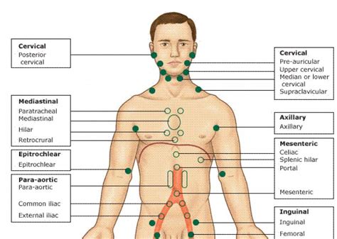 What Are Lymph Nodes Locations Functions Symptoms And Images