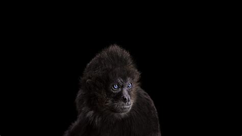 Black Monkey Photography Mammals Monkey Simple Background Hd