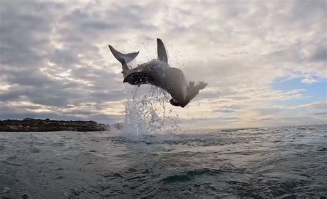 Photographer Captures Insane Photo Of Great White Shark Jumping Out Of