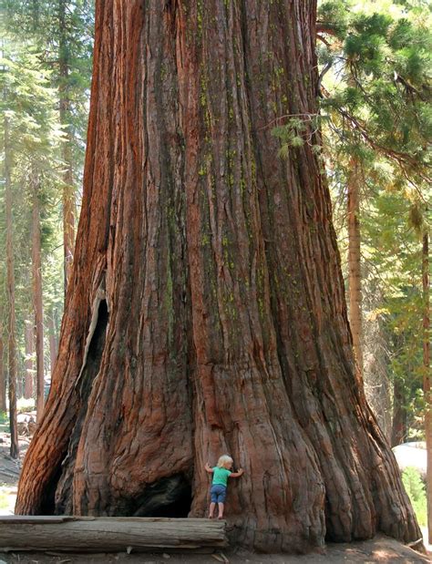 yosemite national park unique trees giant tree sequoia tree