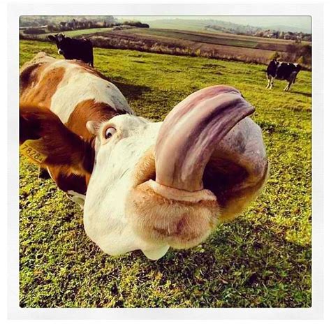 120 Best Cows Images On Pinterest Farm Animals Country Life And Farms
