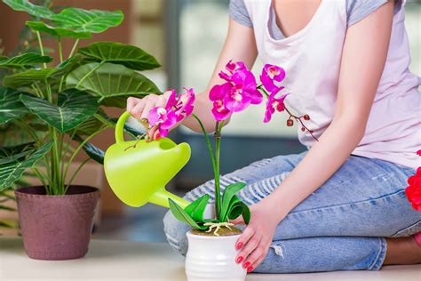 Como Cuidar De Orquídeas Conheça Os Cuidados Necessários
