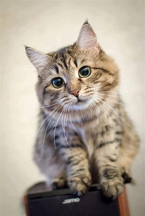 17 Best Images About Cute Tabby On Pinterest Tabby Cats Popular And Toys