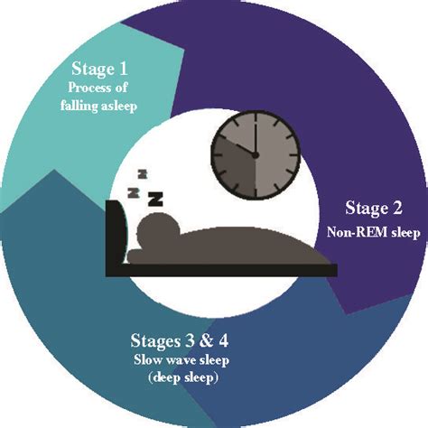 The Basics Of Your Sleep Cycle