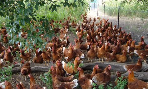 Starting a home care agency can be an extremely rewarding enterprise. How To Start Small Scale Poultry Farming In Nigeria ...