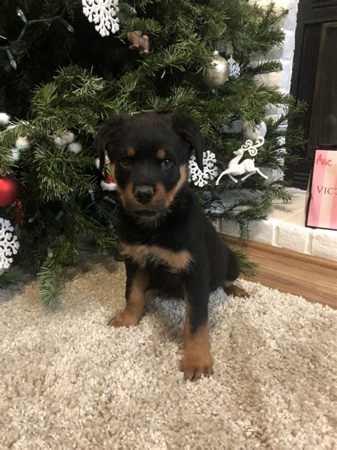 We have three puppies that are akc registered and ready to complete your family. Rottweiler Puppies For Sale | Sacramento, CA #289179