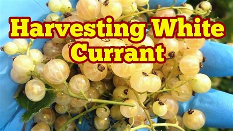 Harvesting White Currant YouTube