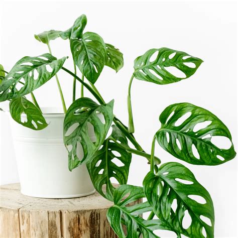 Monstera, a genus, produces a unique swiss cheese plant (monstera adansonii), the tropical houseplant native to various regions of brazil, ecuador, peru, south america, and central america. How to care for Monstera Adansonii - Piantica