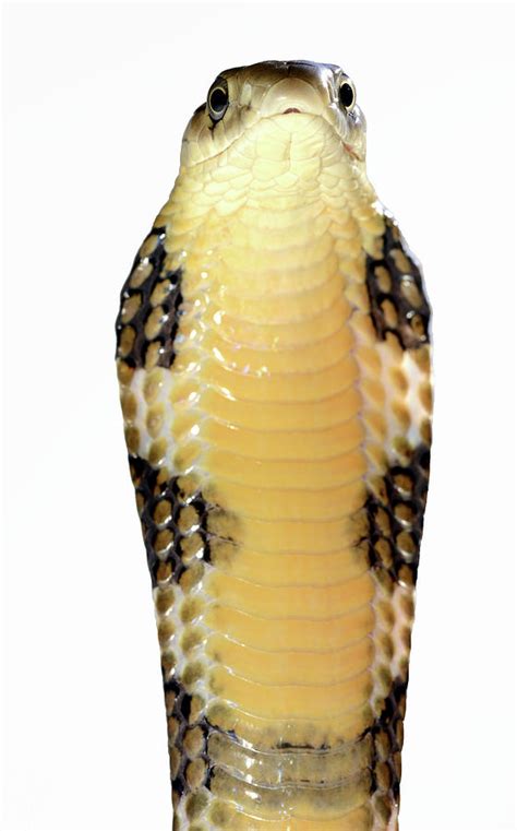 King Cobra Juvenile In Threat Pose Captive Occurs In South Asia