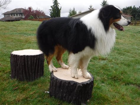 Naturedog Little Stump Jump For Dog Parks