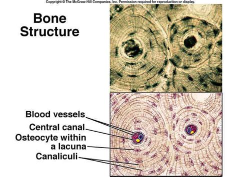 Histology Of Compact Bone Diagram Module 62 Microscopic Structure Of