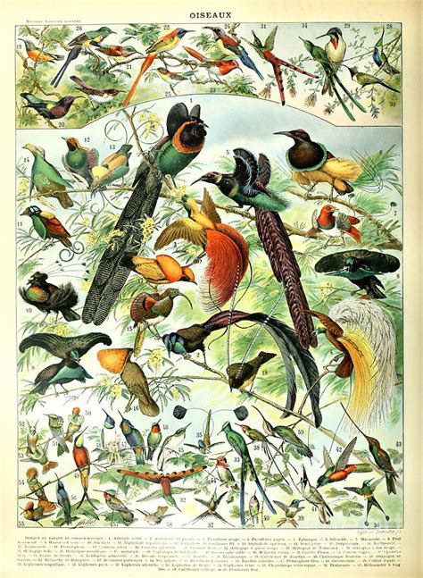 Vintage Bird Poster Digital Art By Nan Engen Pixels