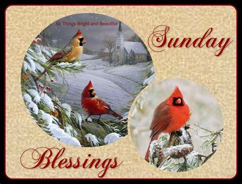 Winter Cardinal Sunday Blessings Pictures Photos And Images For