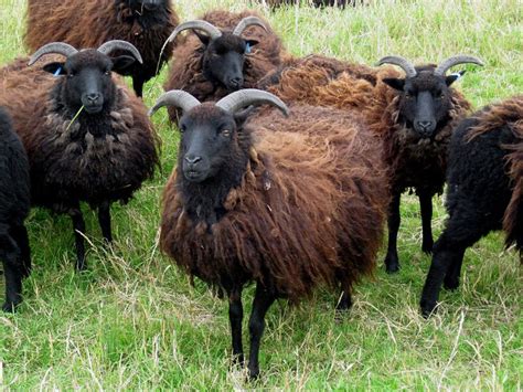 Flock Of Hebridean Sheep Hebridean Sheep Wikipedia Sheep Breeds