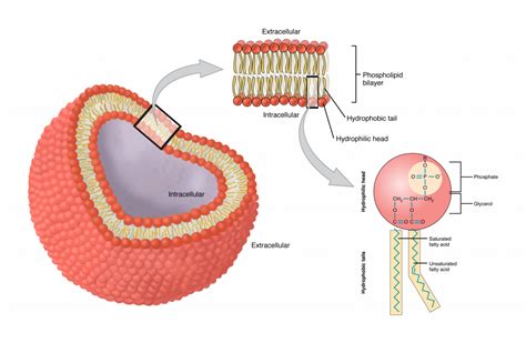 31 The Cell Membrane Anatomy And Physiology