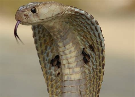 Scientists Sequence King Cobra Genome Uncover Venom Secrets Deccan
