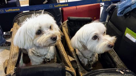 Editor's note (june 1, 2020): Flying with Pets: Airlines Pet Policy