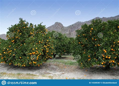 Citrus Fruit Trees Stock Image Image Of Tree Cederberg 143285367