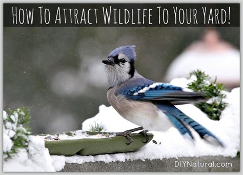 Here's how to make it happen. How To Attract Birds and Wildlife To Your Yard