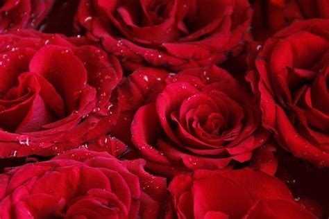 Red Roses Wallpapers For Desktop ·① Wallpapertag
