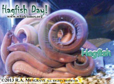 Hagfish Day WhaleTimes Inc