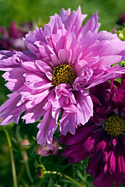 Easy Annual Flowers That Deliver Color All Summer Midwest Living