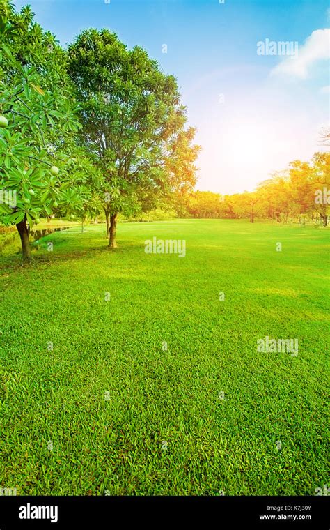 Beautiful Morning Light In Public Park With Green Grass Field Vertical