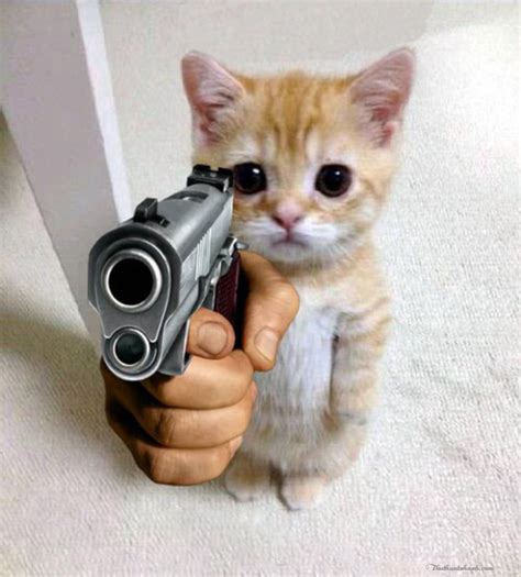 999 Meme Mèo Cầm Súng Hài Hước Cute Bựa Nhất Chăm Sóc Thú Cưng