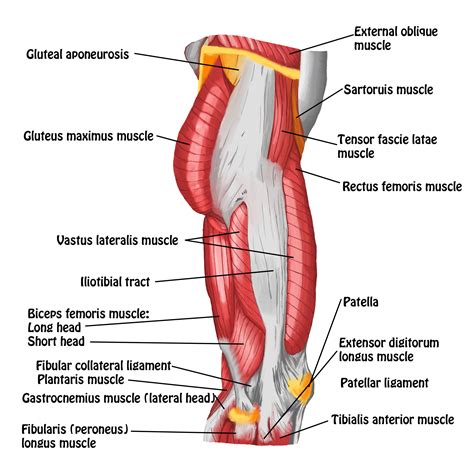 The deltoid, teres major, teres minor, infraspinatus, supraspinatus (not shown) and subscapularis muscles (not shown) all extend from the scapula to the humerus and act on the trapezius and latissimus dorsi muscles connect the upper limb to the vertebral column. Muscles of Hip and Thigh - Lateral View - Spontaneous ...