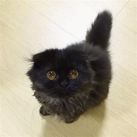 Meet Gimo The Cat With The Biggest Eyes Ever Viral Novelty