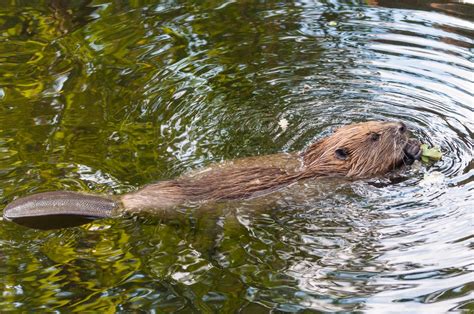 Facts About Beavers Live Science