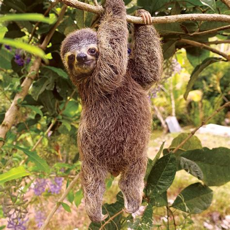 Cute And Crazy Facts About Sloths Animal Encyclopedia
