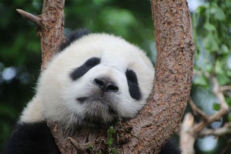 330 Panda Names For Males Females Cute And More Small Animal Pets