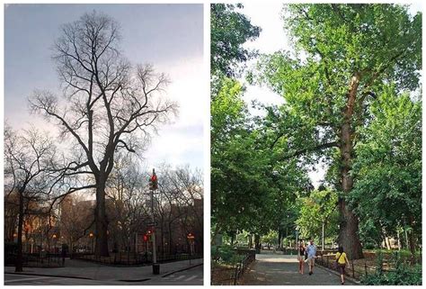 15 Of The Most Remarkable Trees In The United States