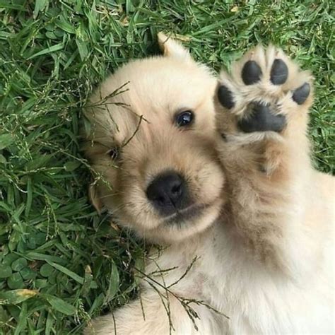 10 Adorable And Cute Puppies Saying Hi