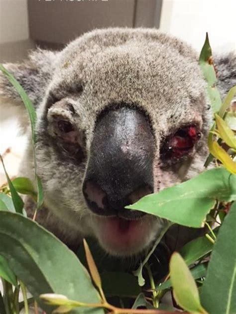 Koala Loses Sight After Being Run Over By Car Vet Pleads For Motorists