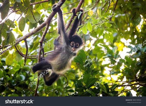 5124 Spider Monkey Images Stock Photos And Vectors Shutterstock