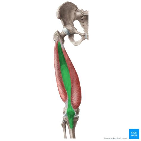 Quadriceps Femoris Muscle Human Body Anatomy Body Anatomy Muscle