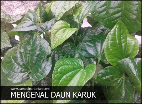 Sayur bening daun katuk dan manfaat nya bagi kesehatan berkat kandungan nutrisi, antioksidan, dan berbagai zat di. Daun KARUK atau Kaduk (Tanaman Herbal, Manfaat dan ...
