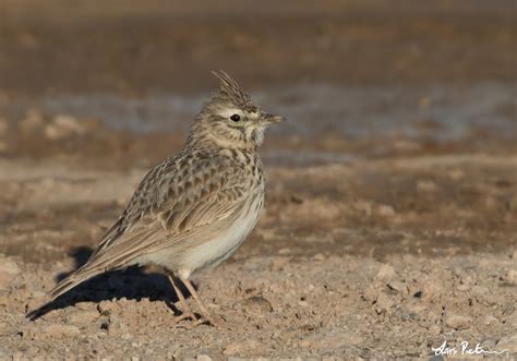 Theklas Lark Western Sahara Ii Bird Images From Foreign Trips