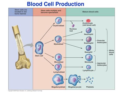 Ppt Blood Powerpoint Presentation Free Download Id6672200