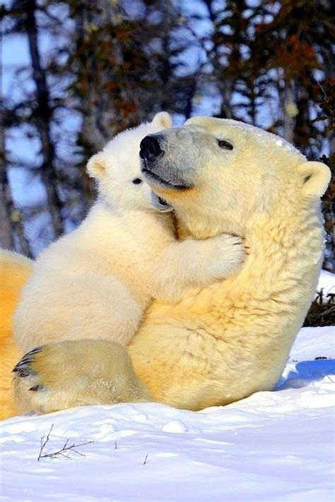 Baby Polar Bear Giving A Hug In 2020 Polar Bear Animals Beautiful