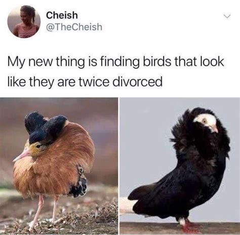 Birds Be Like Meme Captions Ideas