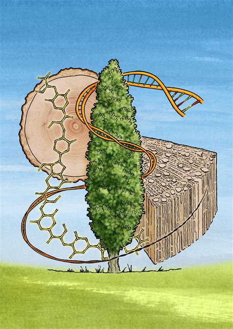 Where do parasitic nematodes shed their excretory pores? 42nd New Phytologist Symposium - The biology of wood: from ...